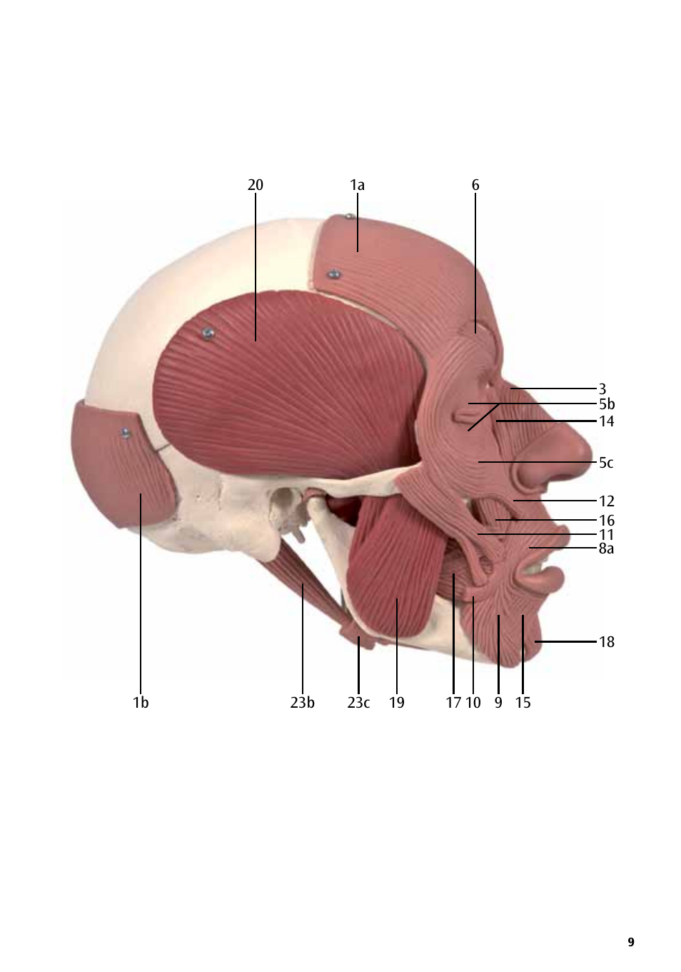3B Scientific Skull with Facial Muscles User Manual | Page 9 / 24