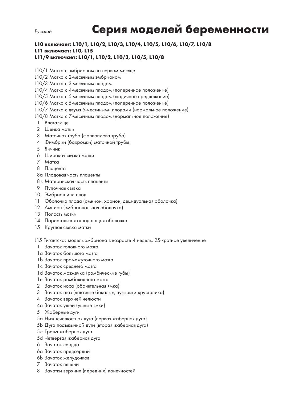 Серия моделей беременности | 3B Scientific Human Embryo Model - 25 Times Life Size User Manual | Page 11 / 14