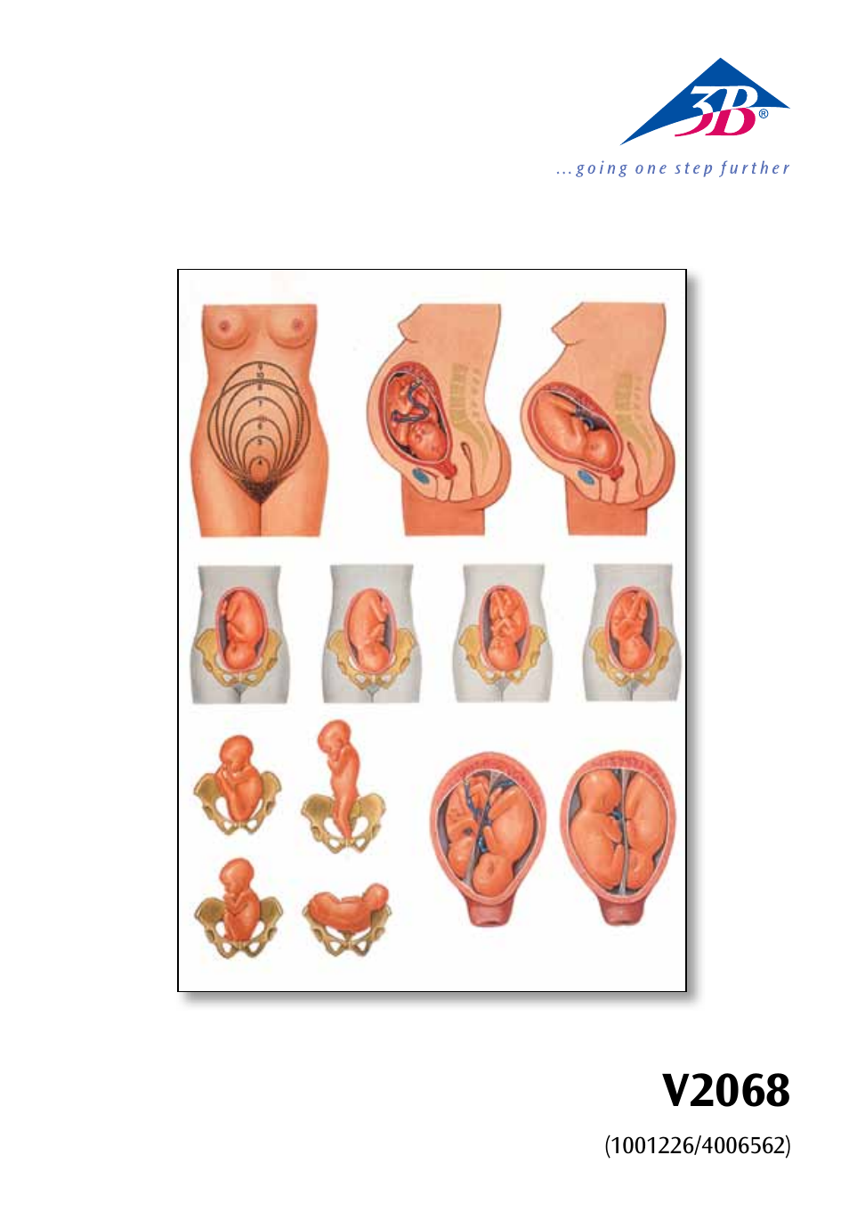 3B Scientific Position of the Child before Birth Chart User Manual | 28 pages