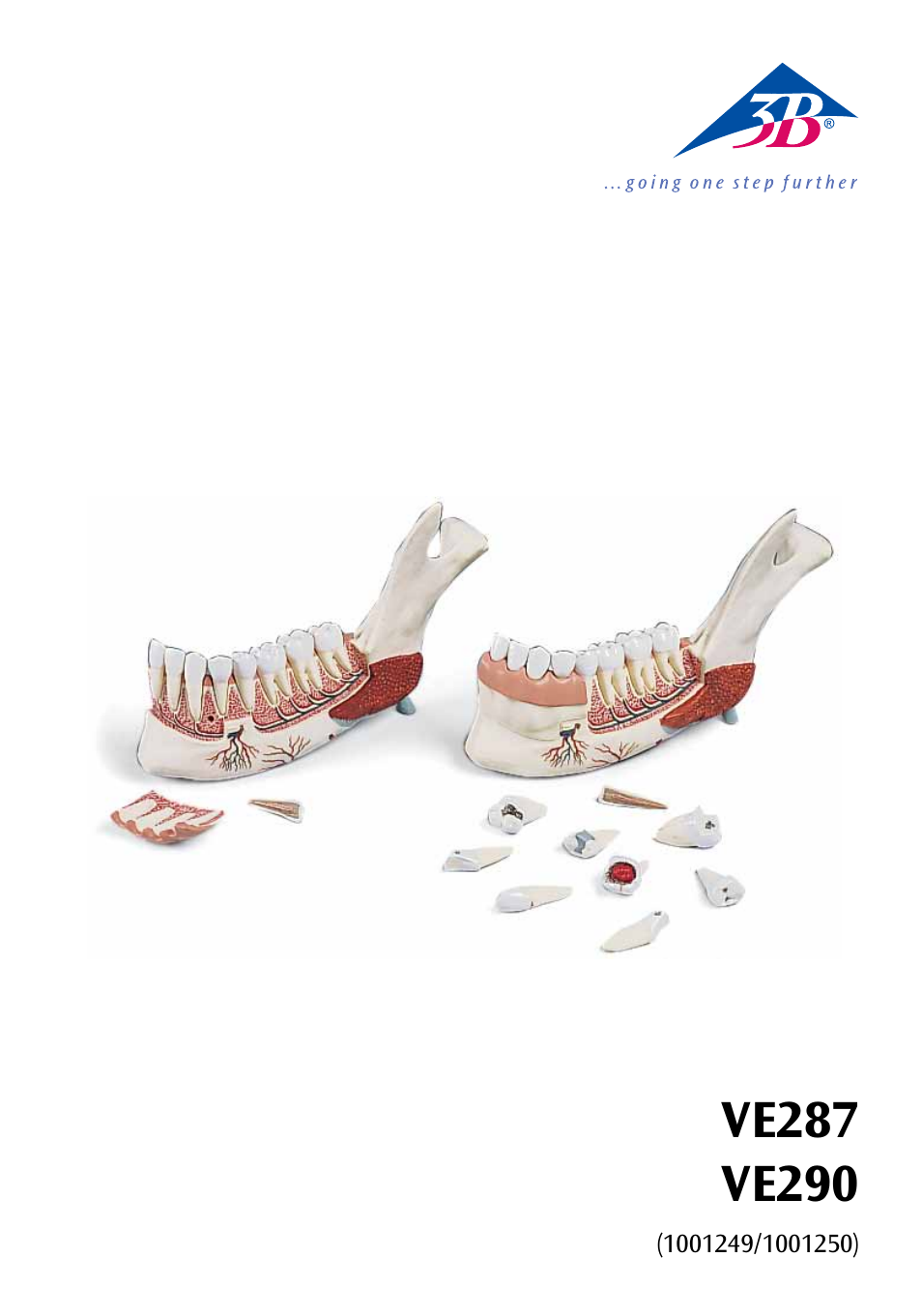 3B Scientific Half Lower Jaw, 3 times full-size, 11 part User Manual | 16 pages
