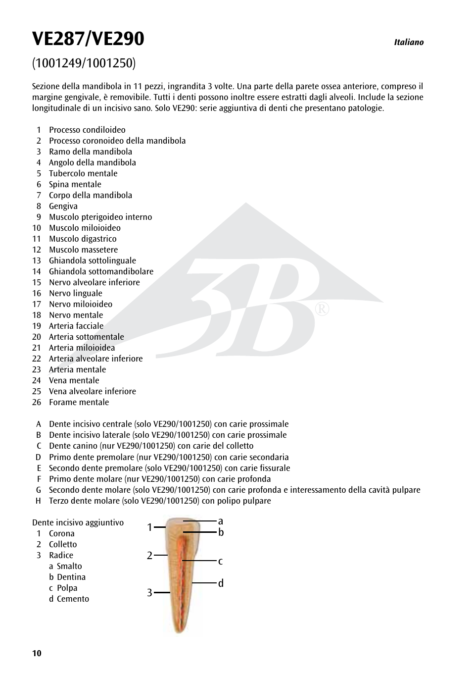 3B Scientific Half Lower Jaw, 3 times full-size, 11 part User Manual | Page 10 / 16