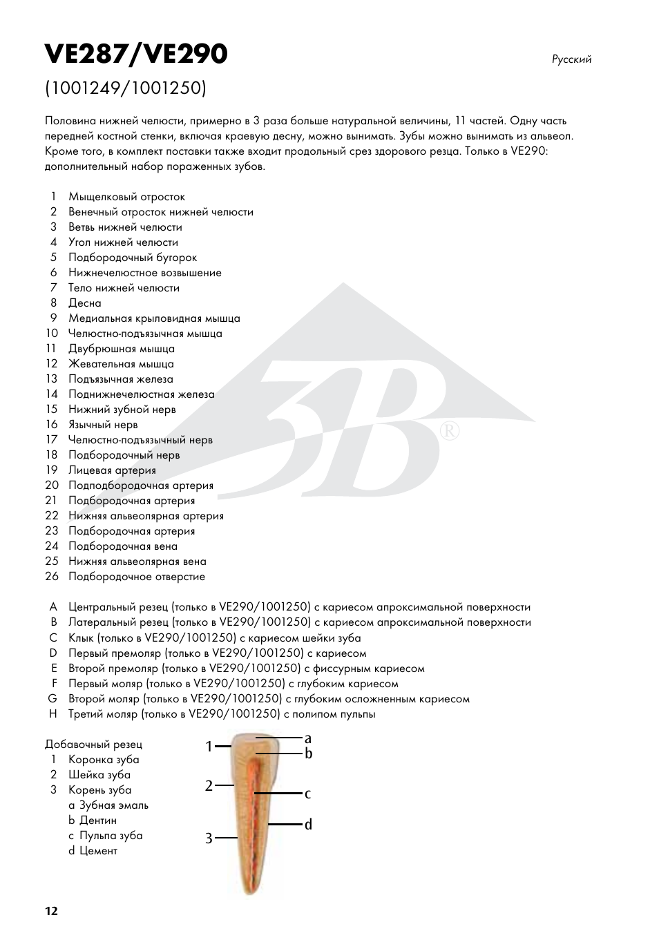 3B Scientific Half Lower Jaw, 3 times full-size, 11 part User Manual | Page 12 / 16