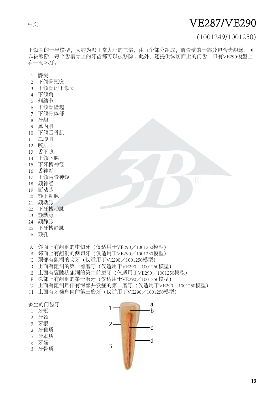 3B Scientific Half Lower Jaw, 3 times full-size, 11 part User Manual | Page 13 / 16