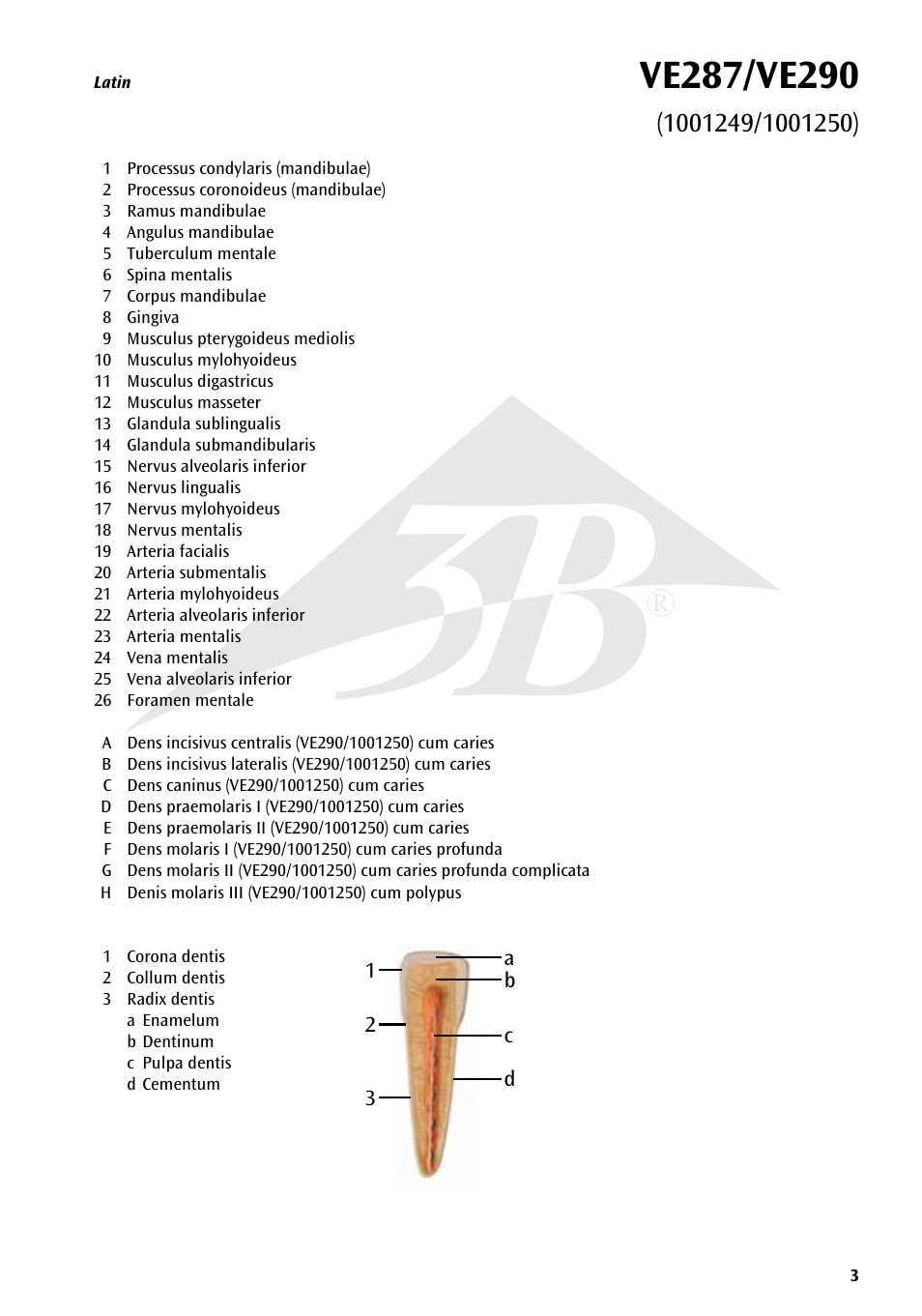 3B Scientific Half Lower Jaw, 3 times full-size, 11 part User Manual | Page 3 / 16