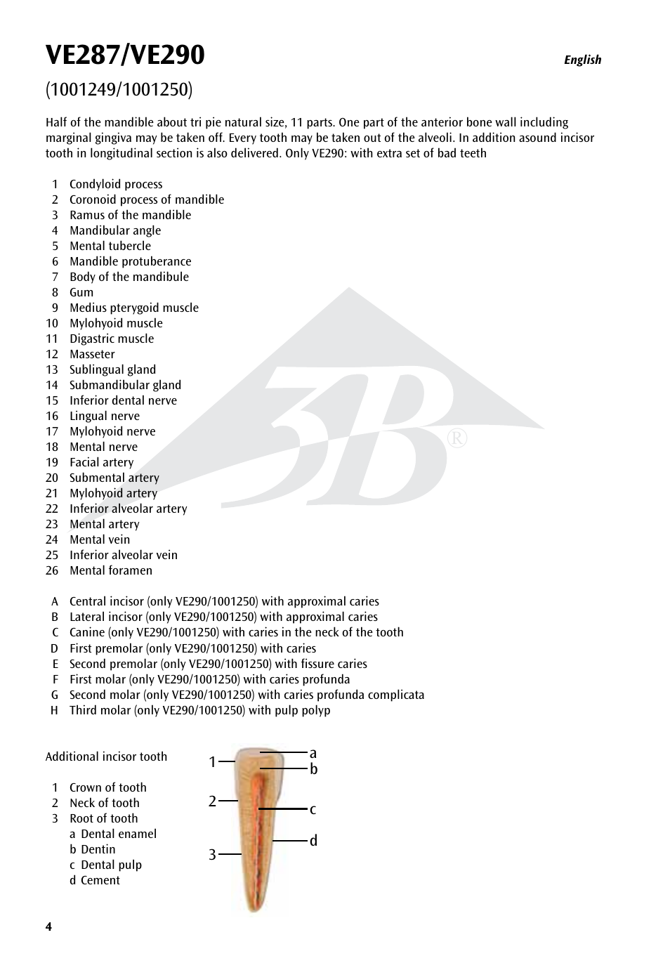 3B Scientific Half Lower Jaw, 3 times full-size, 11 part User Manual | Page 4 / 16
