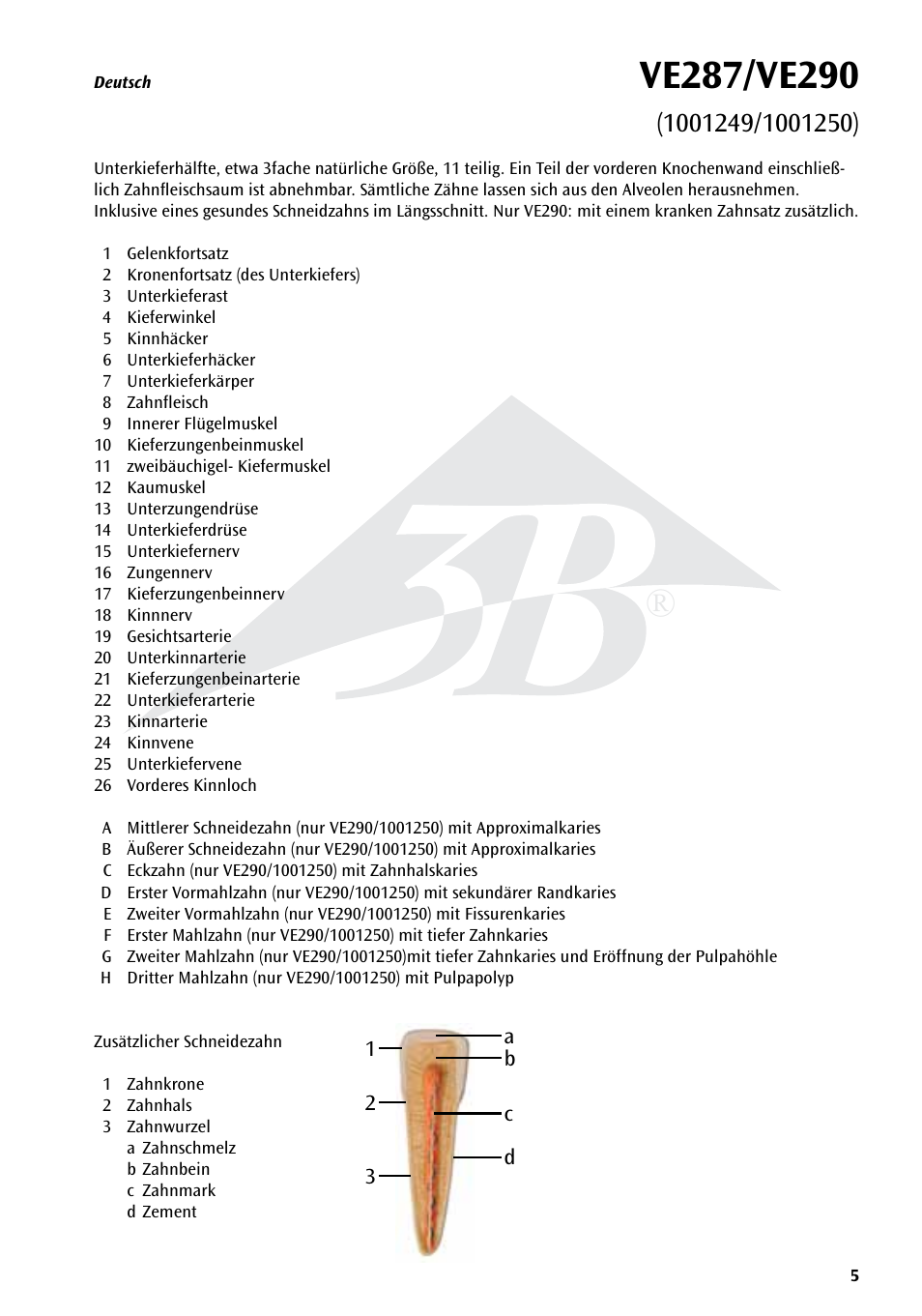 3B Scientific Half Lower Jaw, 3 times full-size, 11 part User Manual | Page 5 / 16