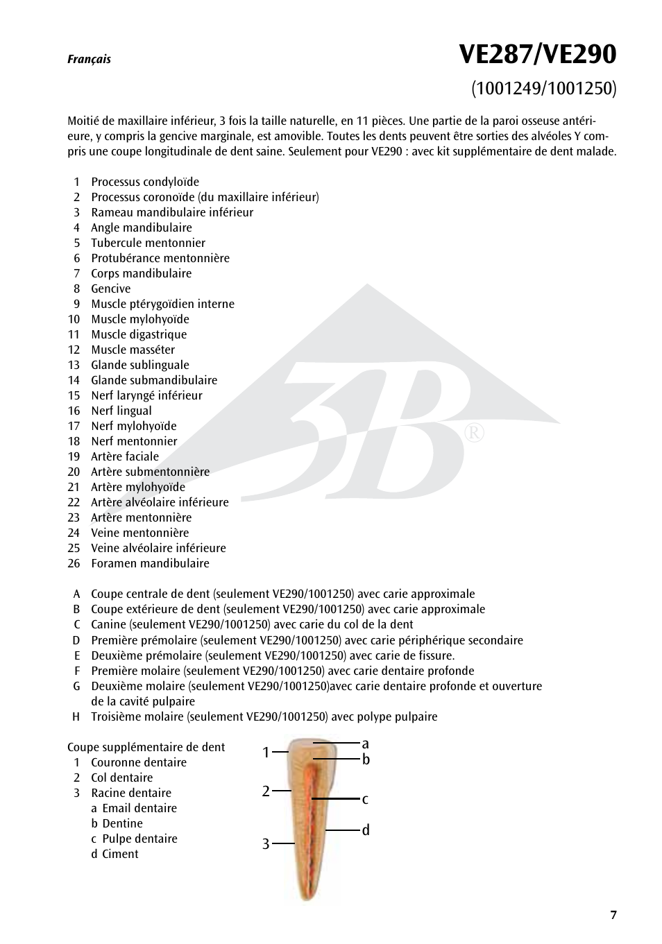 3B Scientific Half Lower Jaw, 3 times full-size, 11 part User Manual | Page 7 / 16