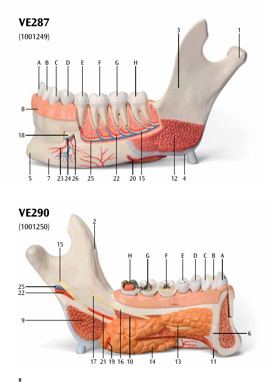 Ve287, Ve290 | 3B Scientific Half Lower Jaw, 3 times full-size, 11 part User Manual | Page 8 / 16