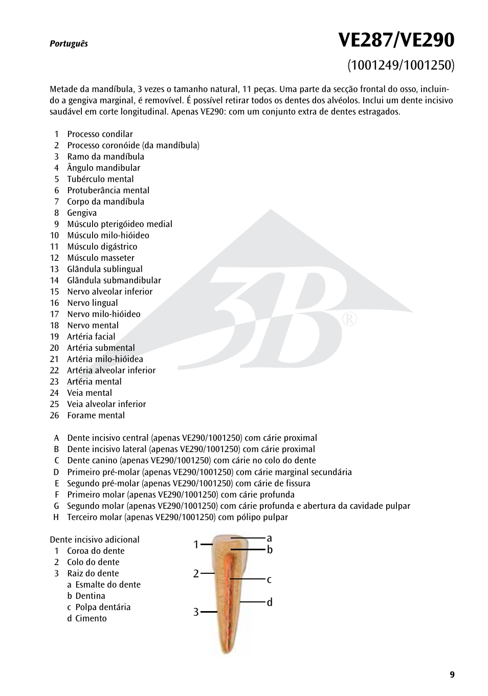 3B Scientific Half Lower Jaw, 3 times full-size, 11 part User Manual | Page 9 / 16