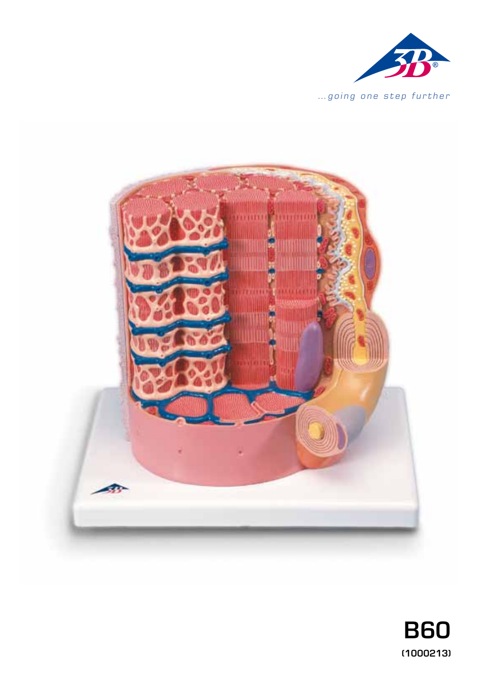 3B Scientific 3B MICROanatomy™ Muscle Fiber - 10,000 times magnified User Manual | 16 pages