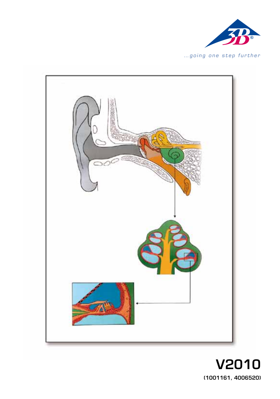 3B Scientific Human Ear Chart User Manual | 16 pages