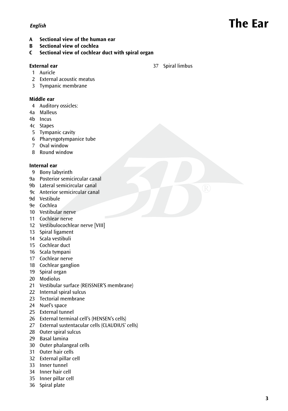 The ear | 3B Scientific Human Ear Chart User Manual | Page 3 / 16