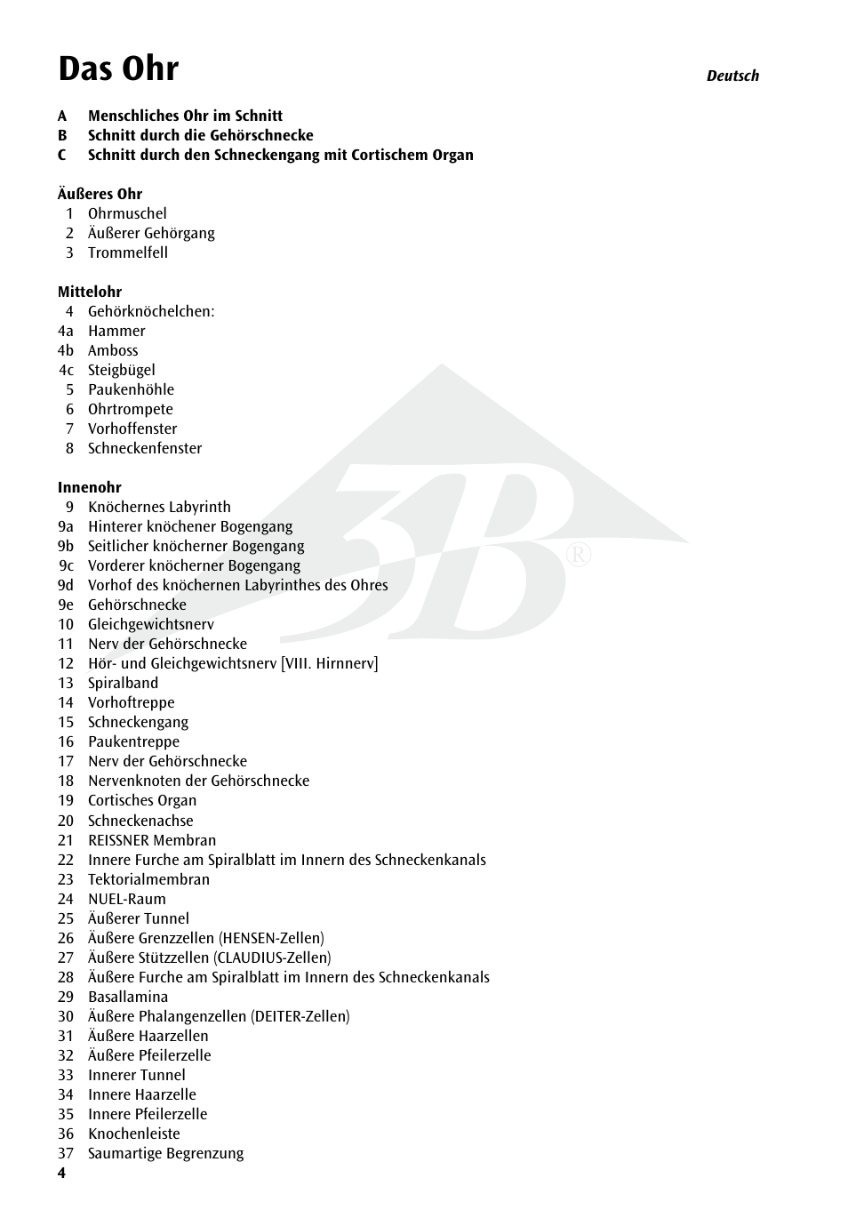 Das ohr | 3B Scientific Human Ear Chart User Manual | Page 4 / 16