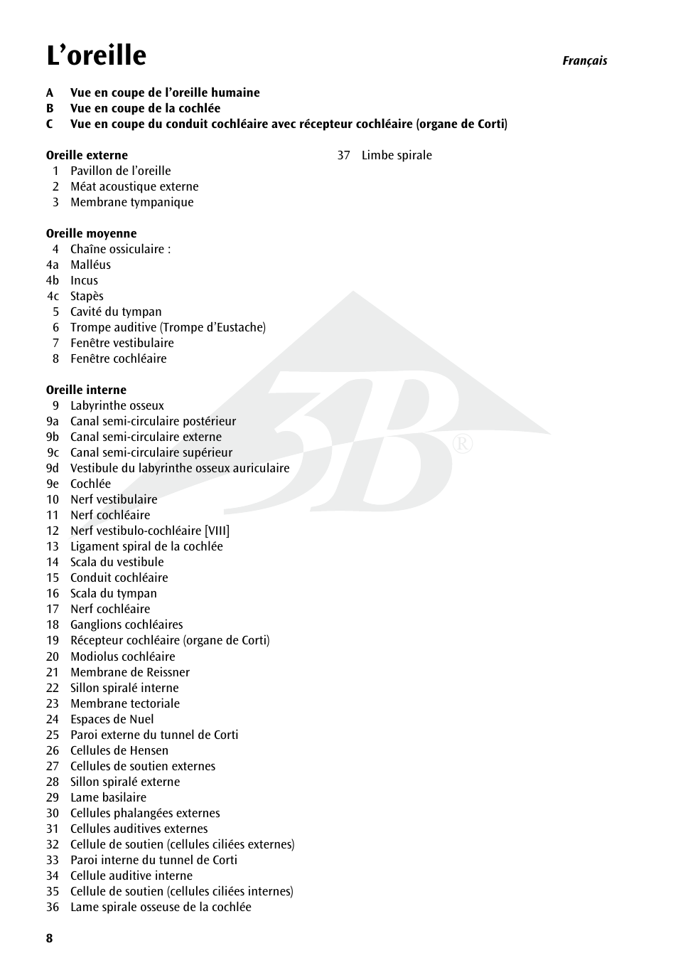 Name l’oreille | 3B Scientific Human Ear Chart User Manual | Page 8 / 16