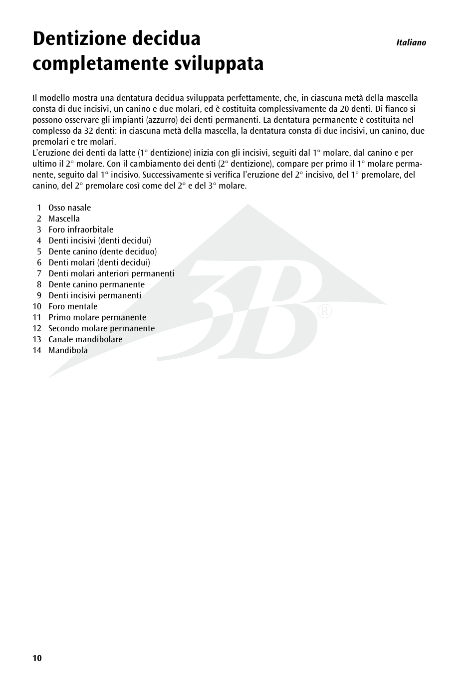 Name, Dentizione decidua completamente sviluppata | 3B Scientific Milk Dentures User Manual | Page 10 / 16