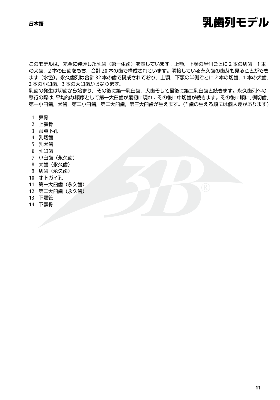 乳歯列モデル | 3B Scientific Milk Dentures User Manual | Page 11 / 16