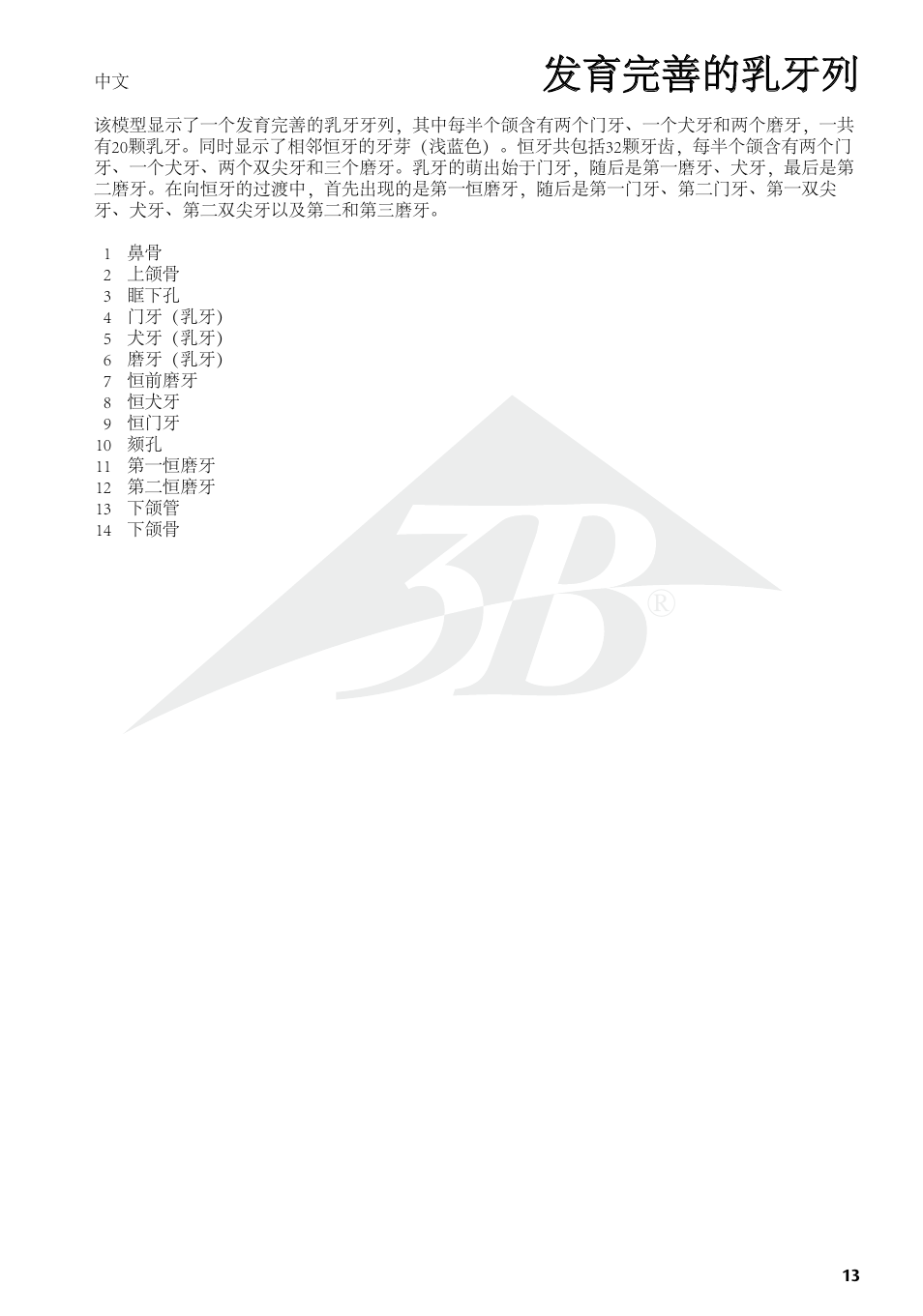 发育完善的乳牙列 | 3B Scientific Milk Dentures User Manual | Page 13 / 16