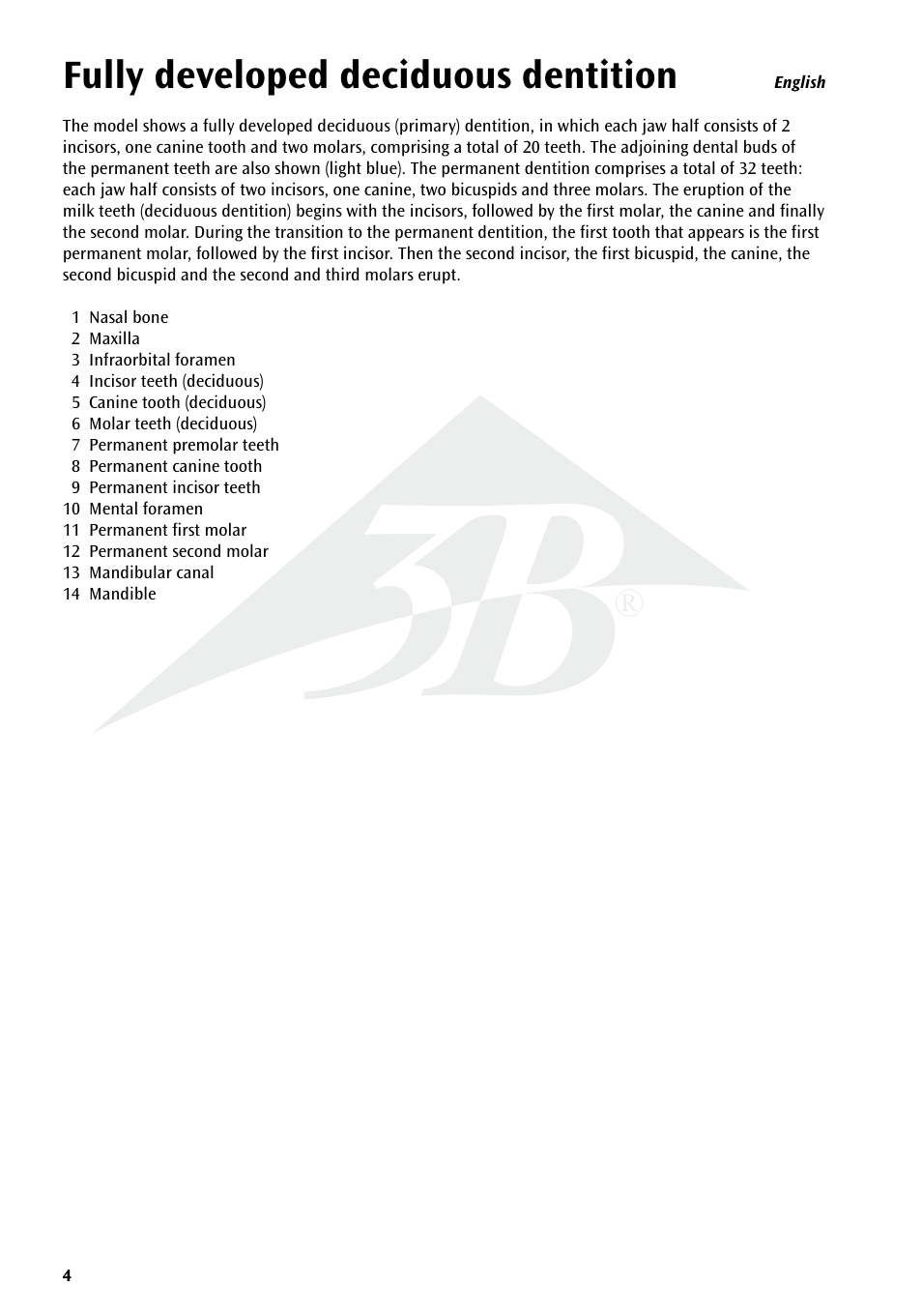 Fully developed deciduous dentition | 3B Scientific Milk Dentures User Manual | Page 4 / 16