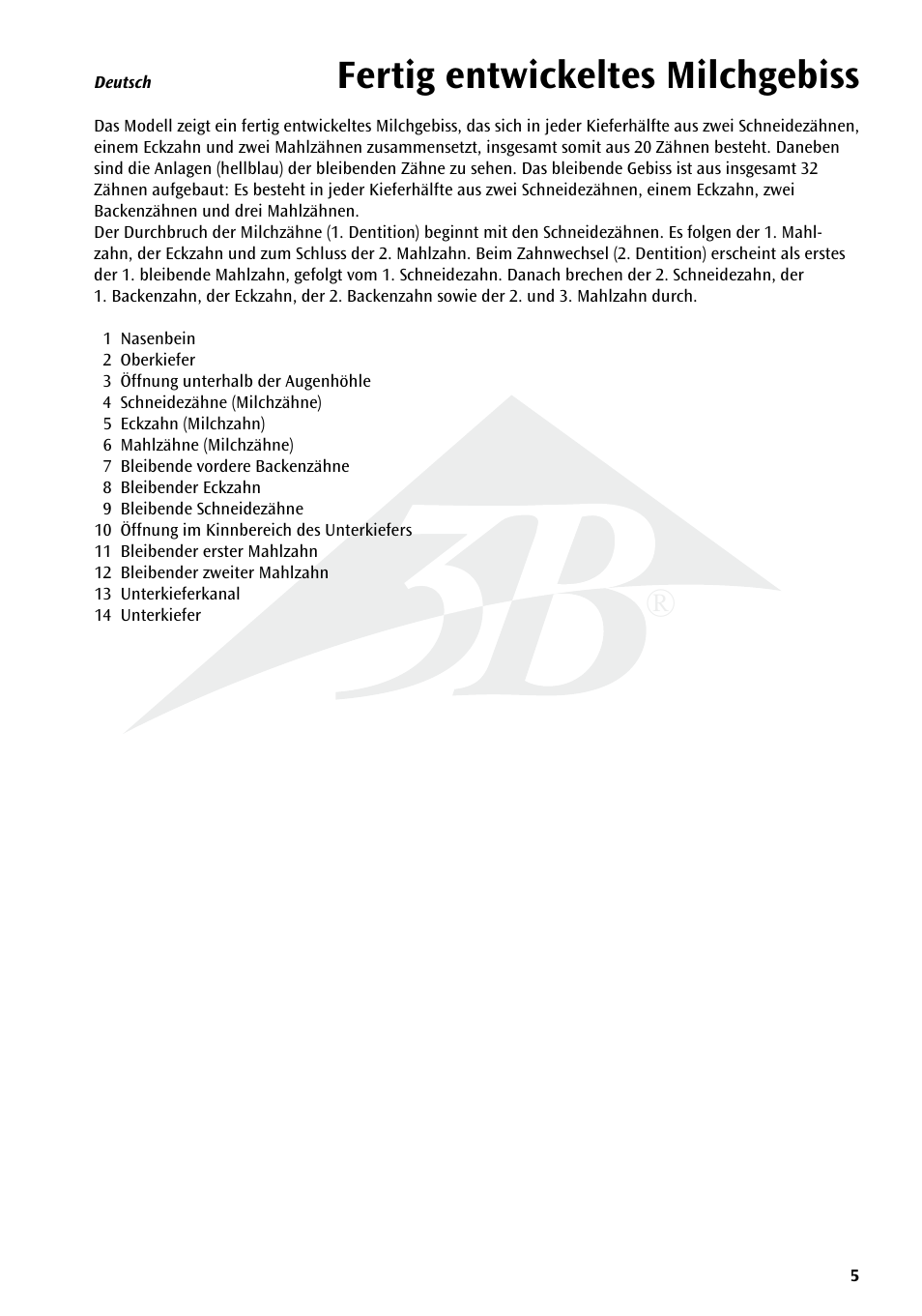 Fertig entwickeltes milchgebiss | 3B Scientific Milk Dentures User Manual | Page 5 / 16