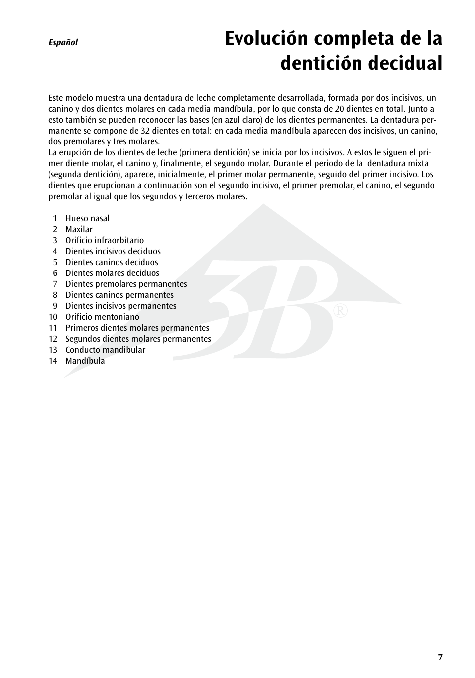 Evolución completa de la dentición decidual | 3B Scientific Milk Dentures User Manual | Page 7 / 16