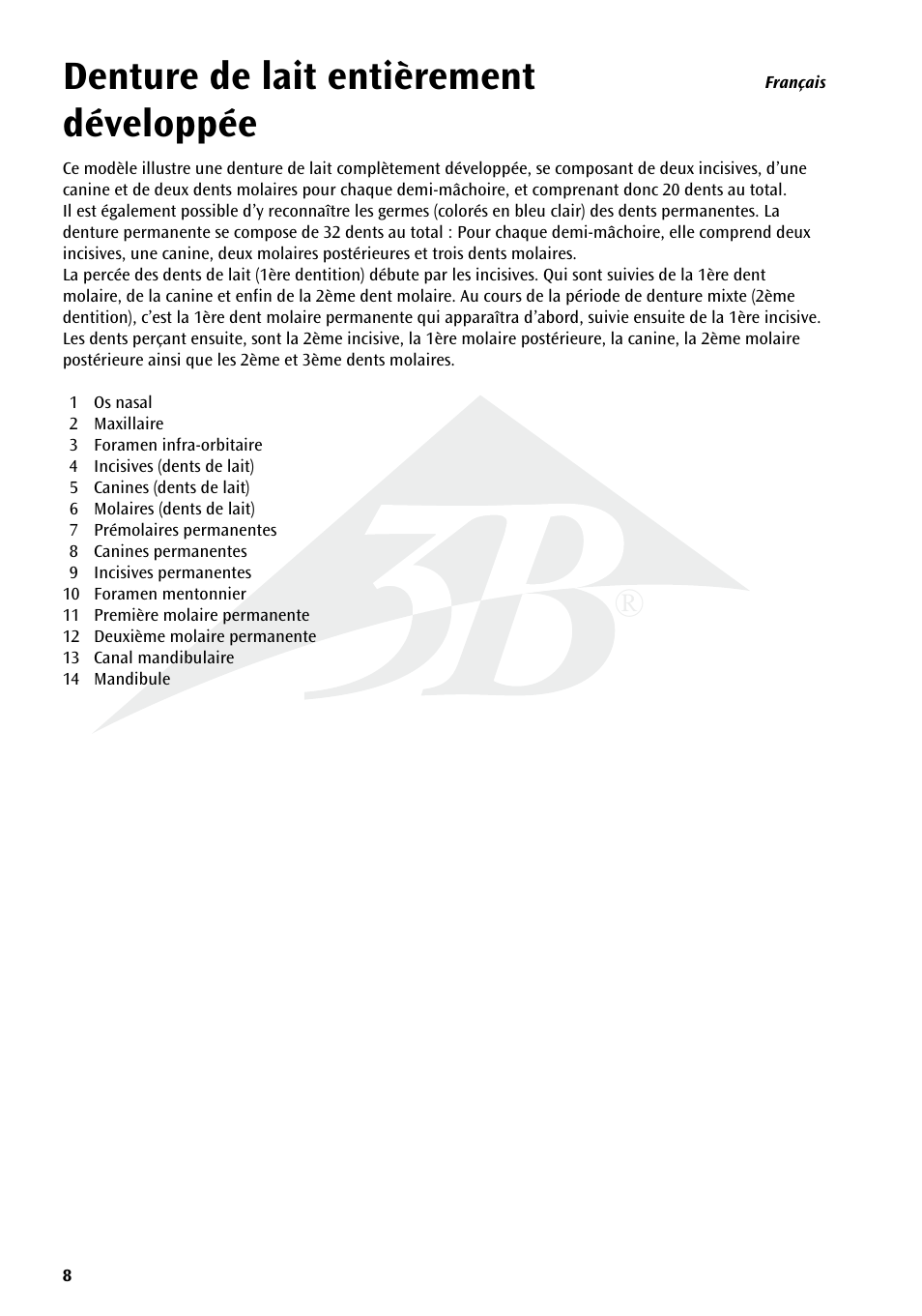 Denture de lait entièrement développée | 3B Scientific Milk Dentures User Manual | Page 8 / 16