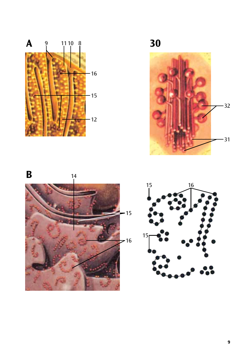 3B Scientific Human Cell Structure Chart User Manual | Page 9 / 16