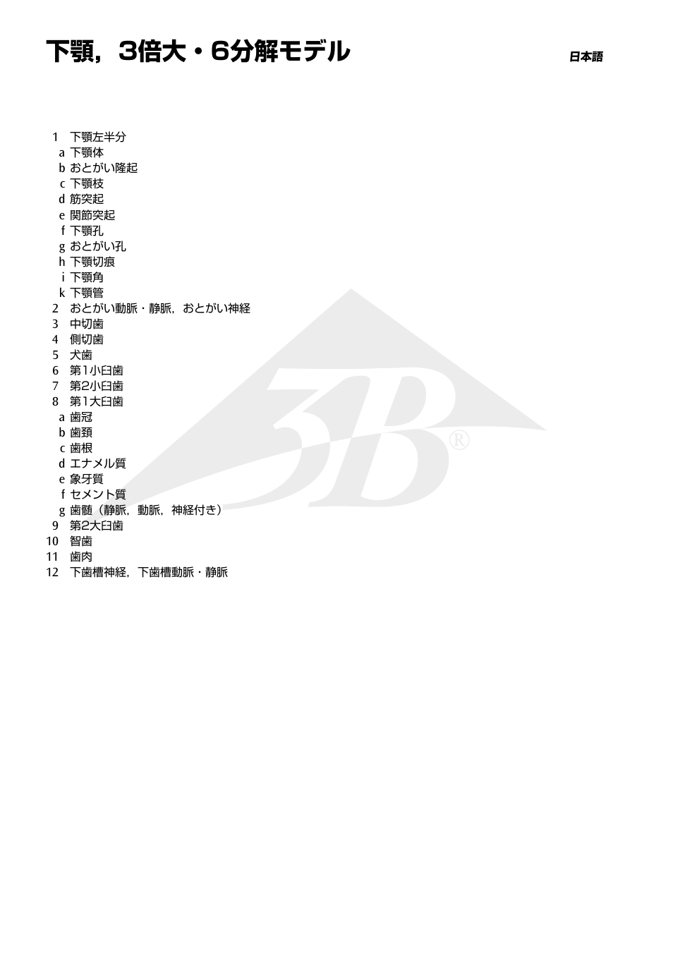 下顎，3倍大・6分解モデル | 3B Scientific Half Lower Jaw, 3 times full-size, 6 part User Manual | Page 10 / 13