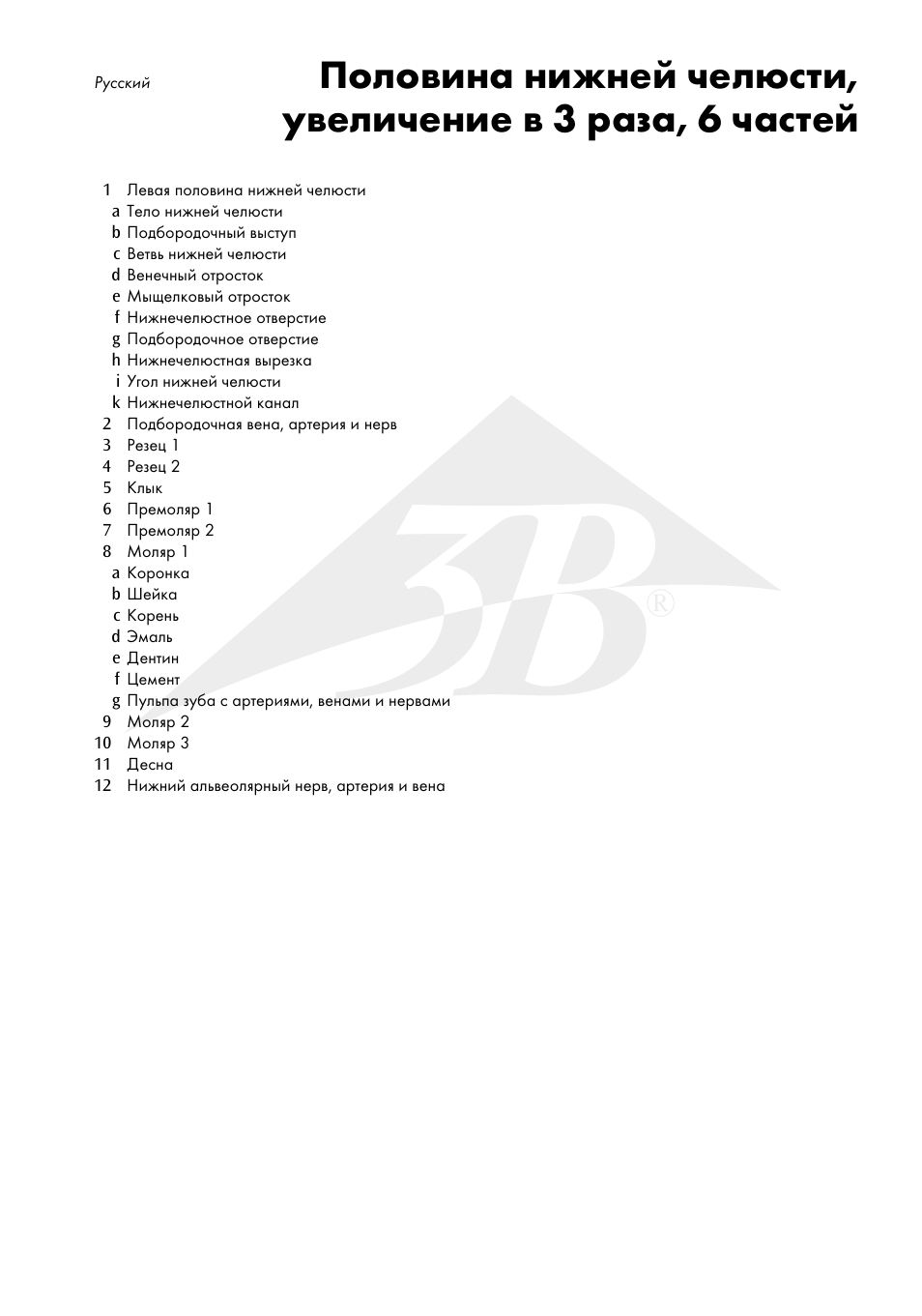 3B Scientific Half Lower Jaw, 3 times full-size, 6 part User Manual | Page 11 / 13