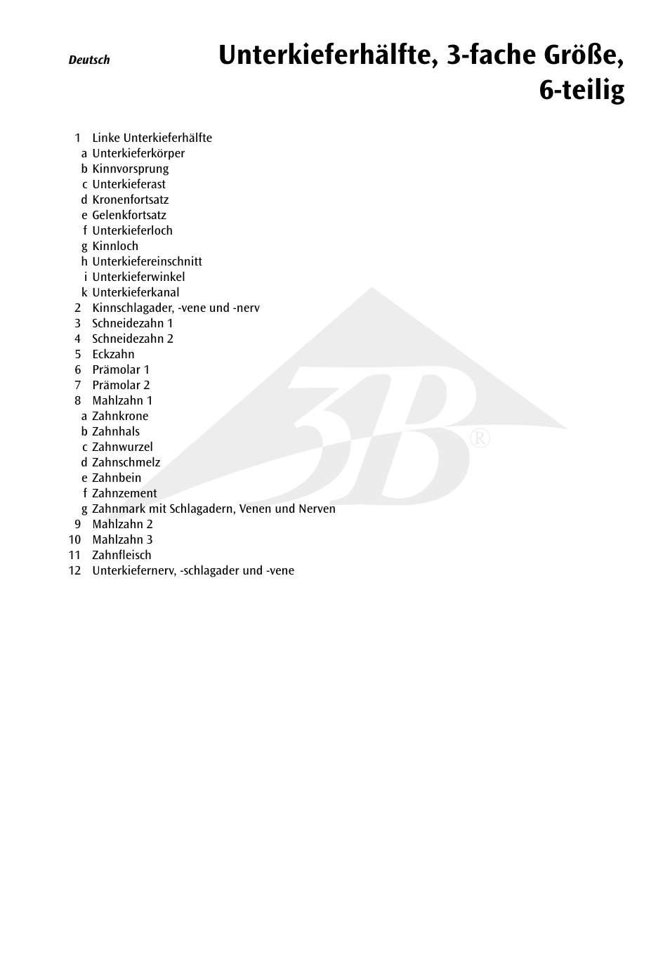 Unterkieferhälfte, 3-fache größe, 6-teilig | 3B Scientific Half Lower Jaw, 3 times full-size, 6 part User Manual | Page 5 / 13