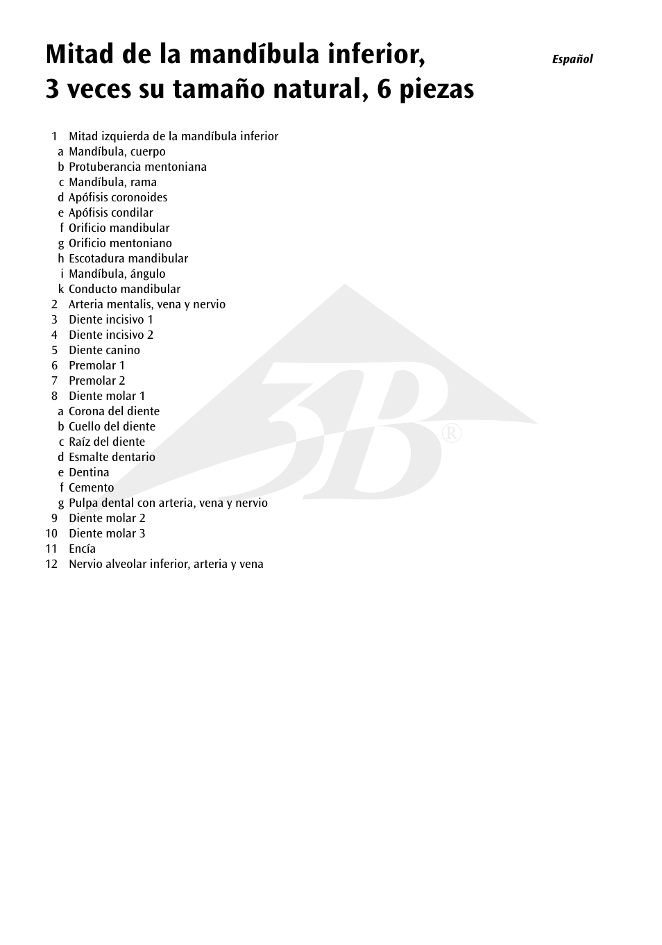 3B Scientific Half Lower Jaw, 3 times full-size, 6 part User Manual | Page 6 / 13