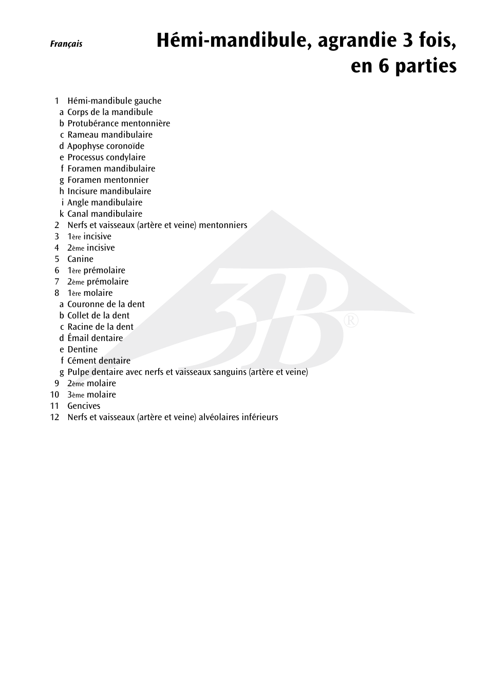 Hémi-mandibule, agrandie 3 fois, en 6 parties | 3B Scientific Half Lower Jaw, 3 times full-size, 6 part User Manual | Page 7 / 13