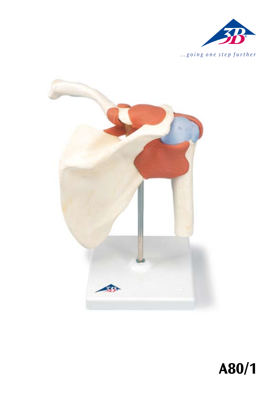 3B Scientific Deluxe Functional Shoulder Joint Model User Manual | 13 pages