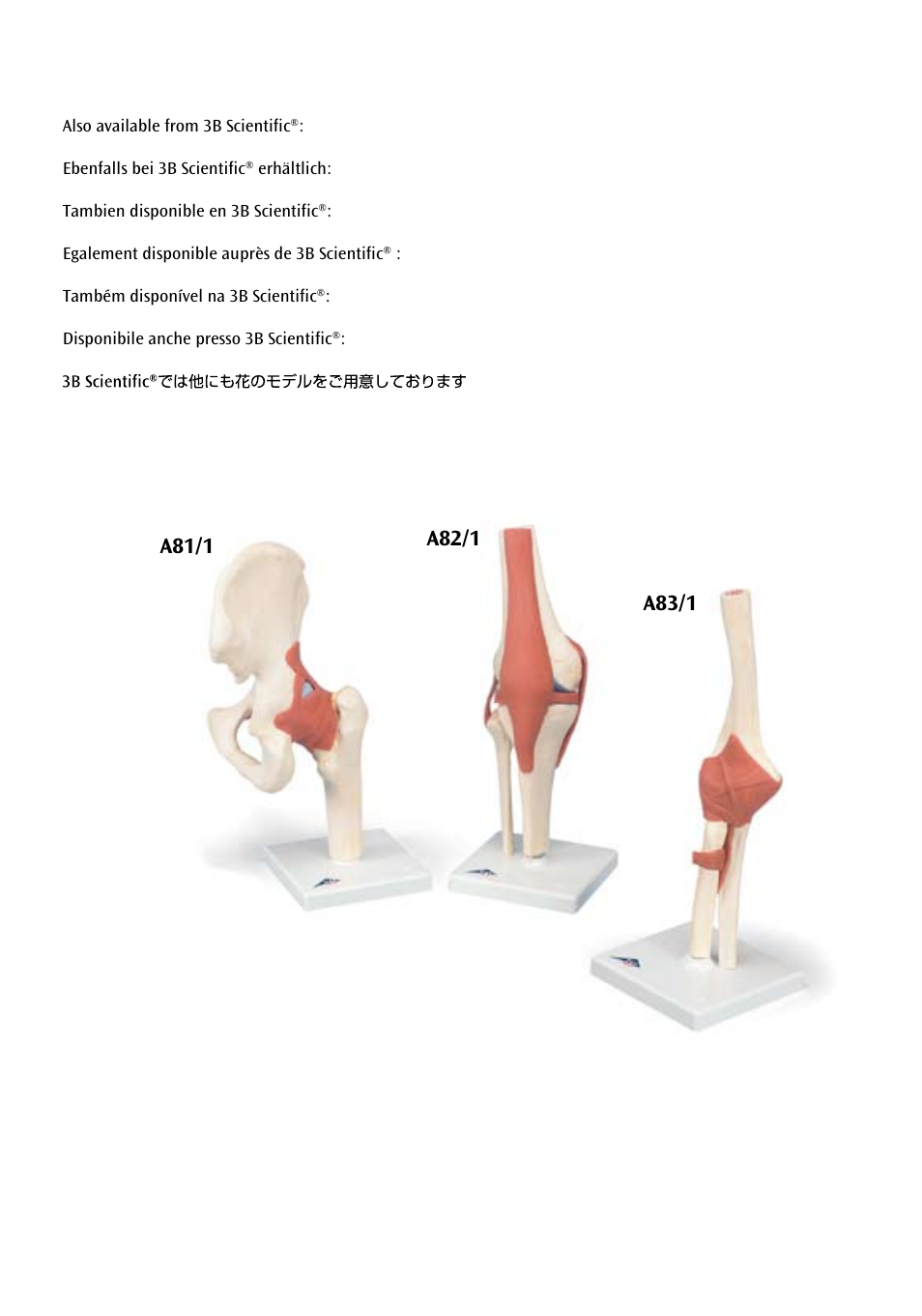 3B Scientific Deluxe Functional Shoulder Joint Model User Manual | Page 12 / 13