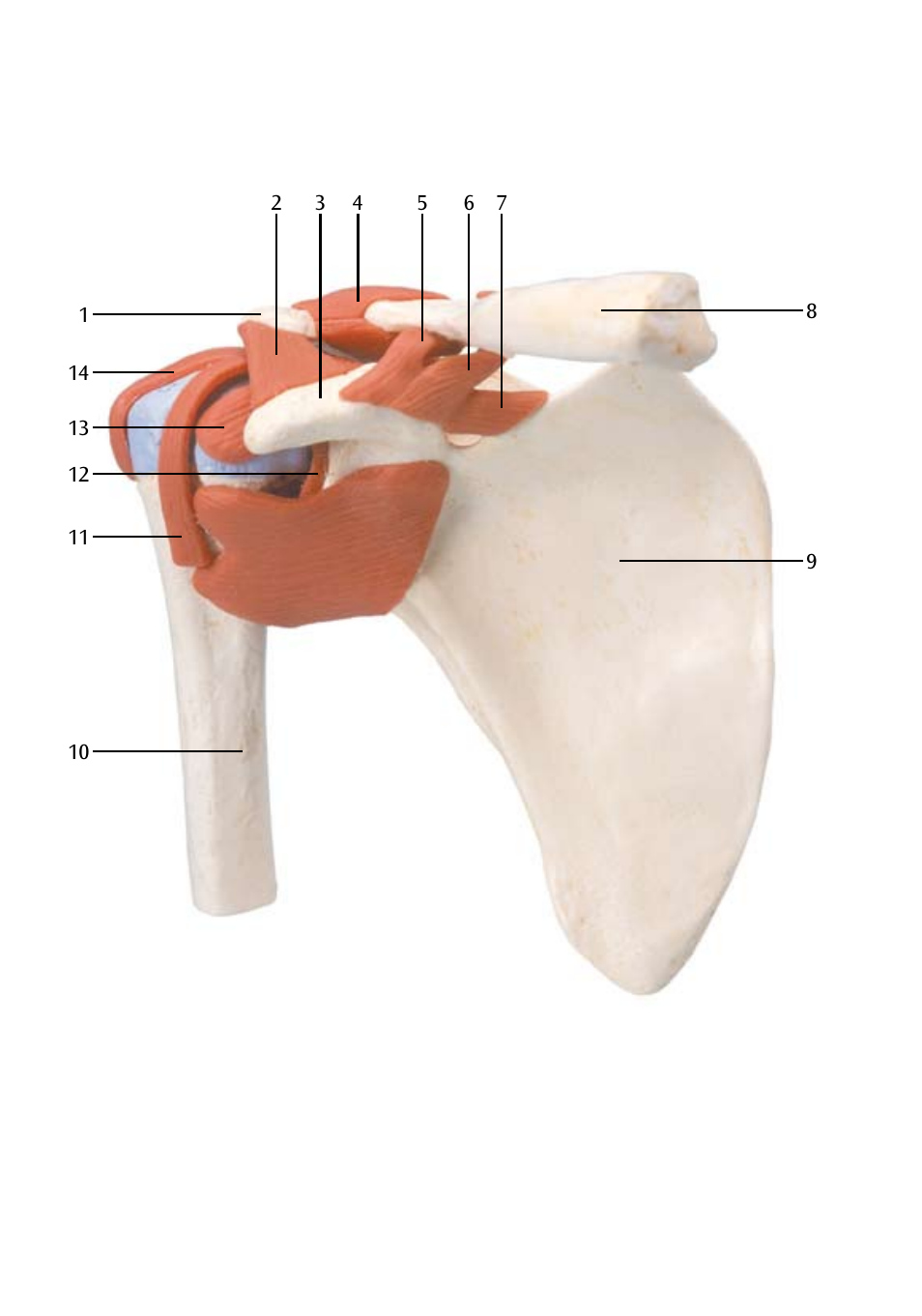 3B Scientific Deluxe Functional Shoulder Joint Model User Manual | Page 7 / 13