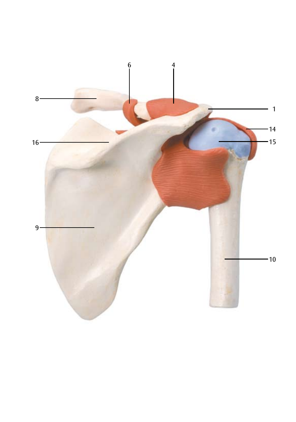 3B Scientific Deluxe Functional Shoulder Joint Model User Manual | Page 8 / 13