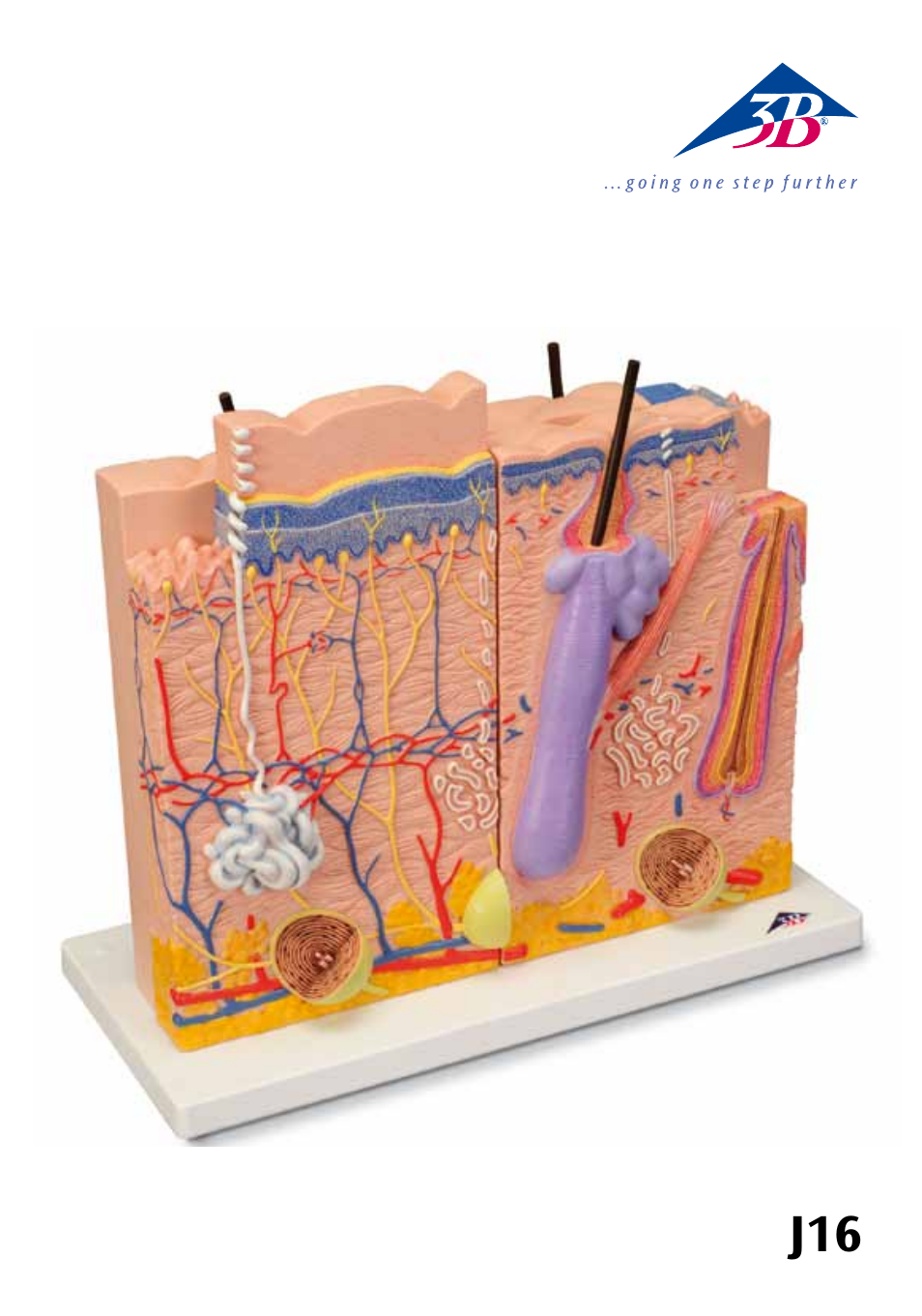 3B Scientific 3 part skin model User Manual | 20 pages