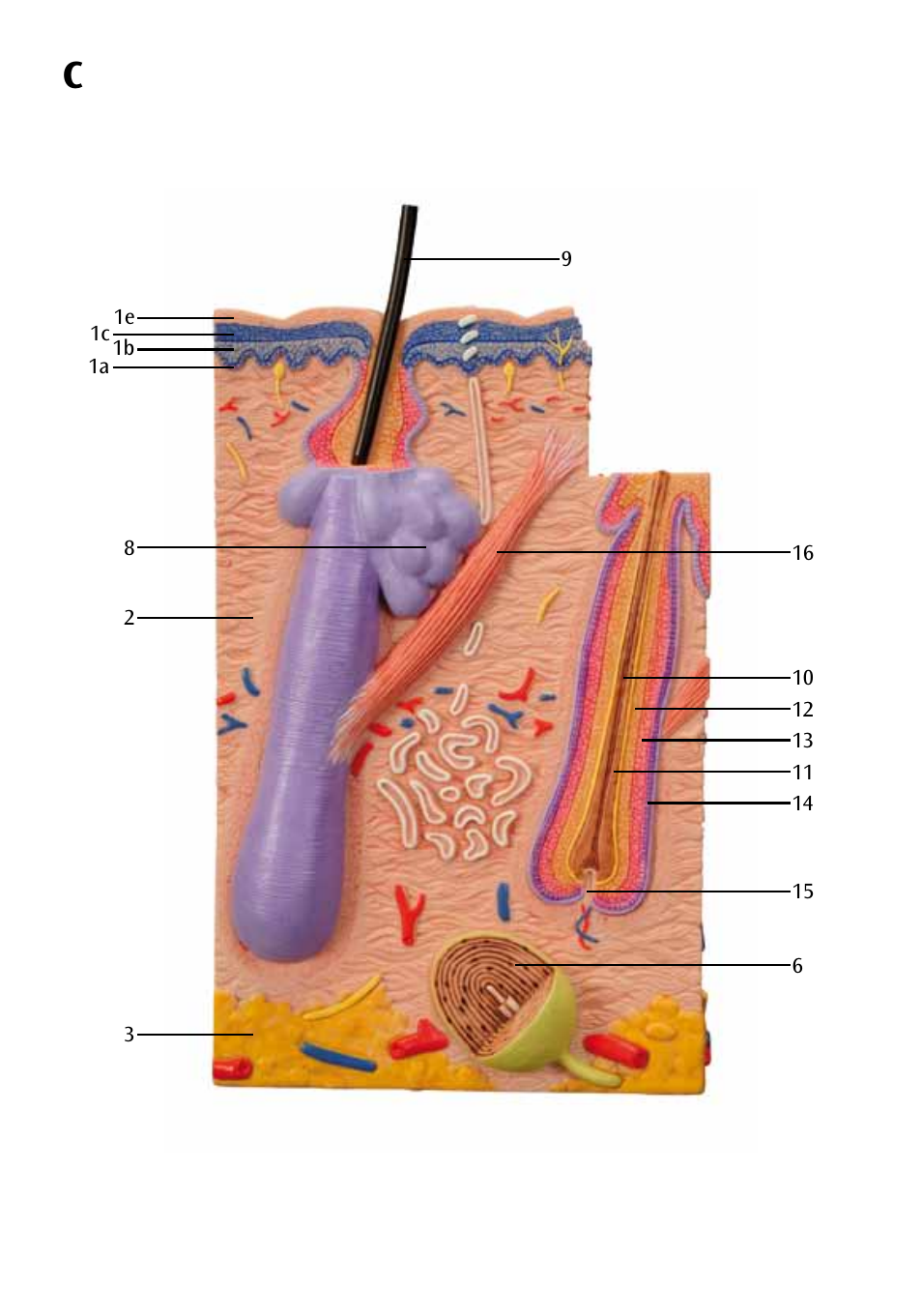 3B Scientific 3 part skin model User Manual | Page 10 / 20