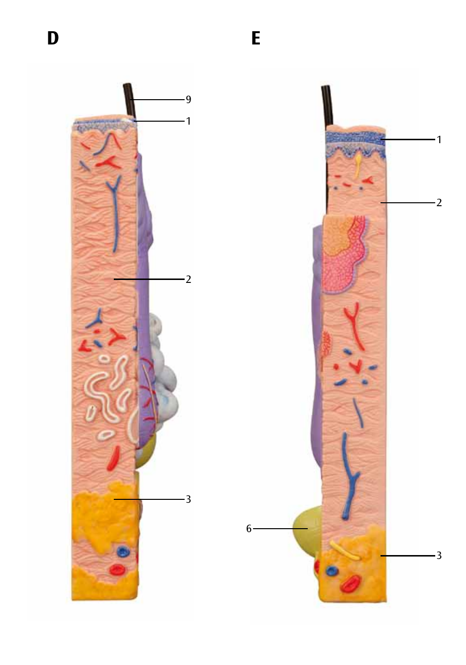 3B Scientific 3 part skin model User Manual | Page 11 / 20