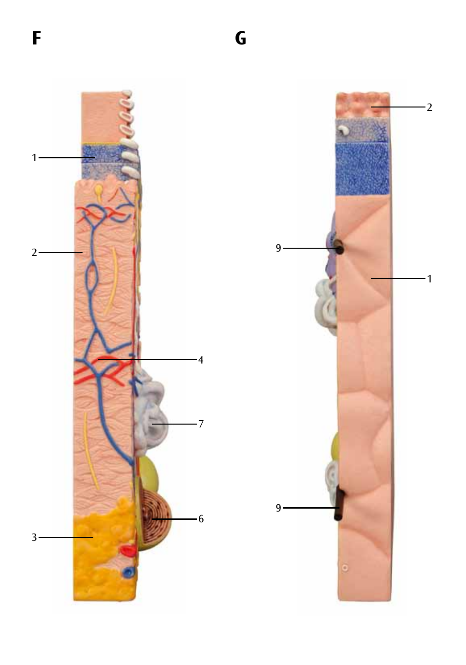 3B Scientific 3 part skin model User Manual | Page 12 / 20