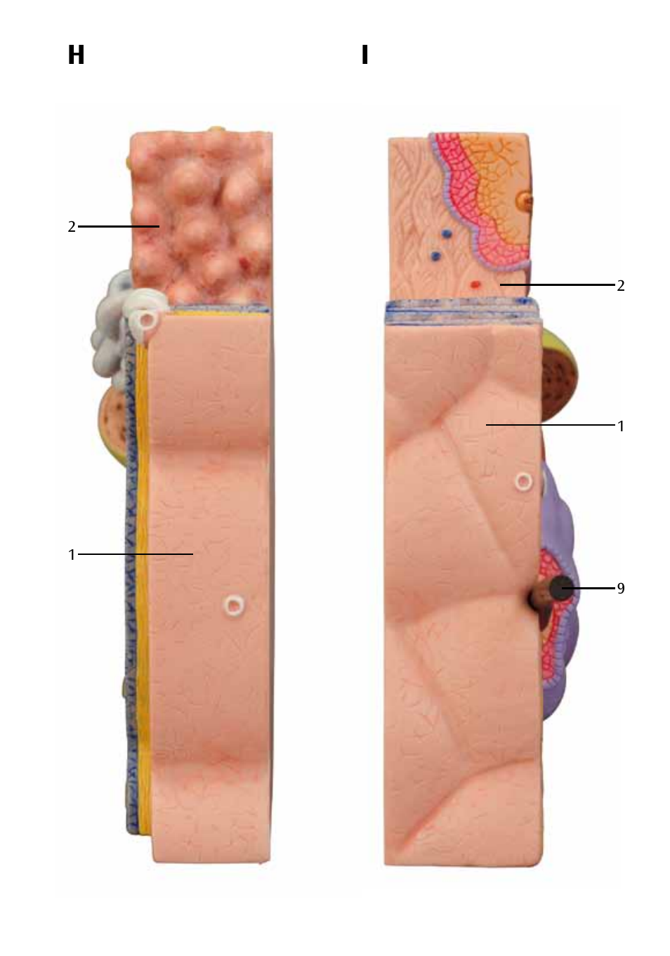 3B Scientific 3 part skin model User Manual | Page 13 / 20