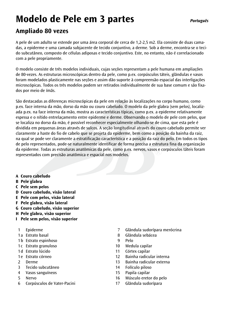 Modelo de pele em 3 partes, Ampliado 80 vezes | 3B Scientific 3 part skin model User Manual | Page 14 / 20