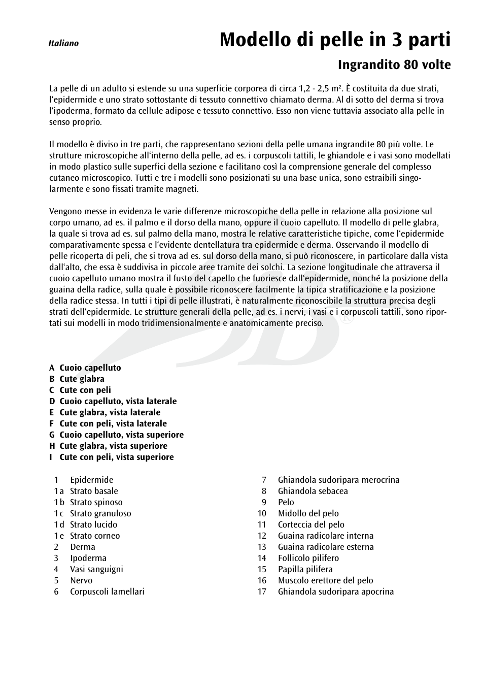 Modello di pelle in 3 parti, Ingrandito 80 volte | 3B Scientific 3 part skin model User Manual | Page 15 / 20