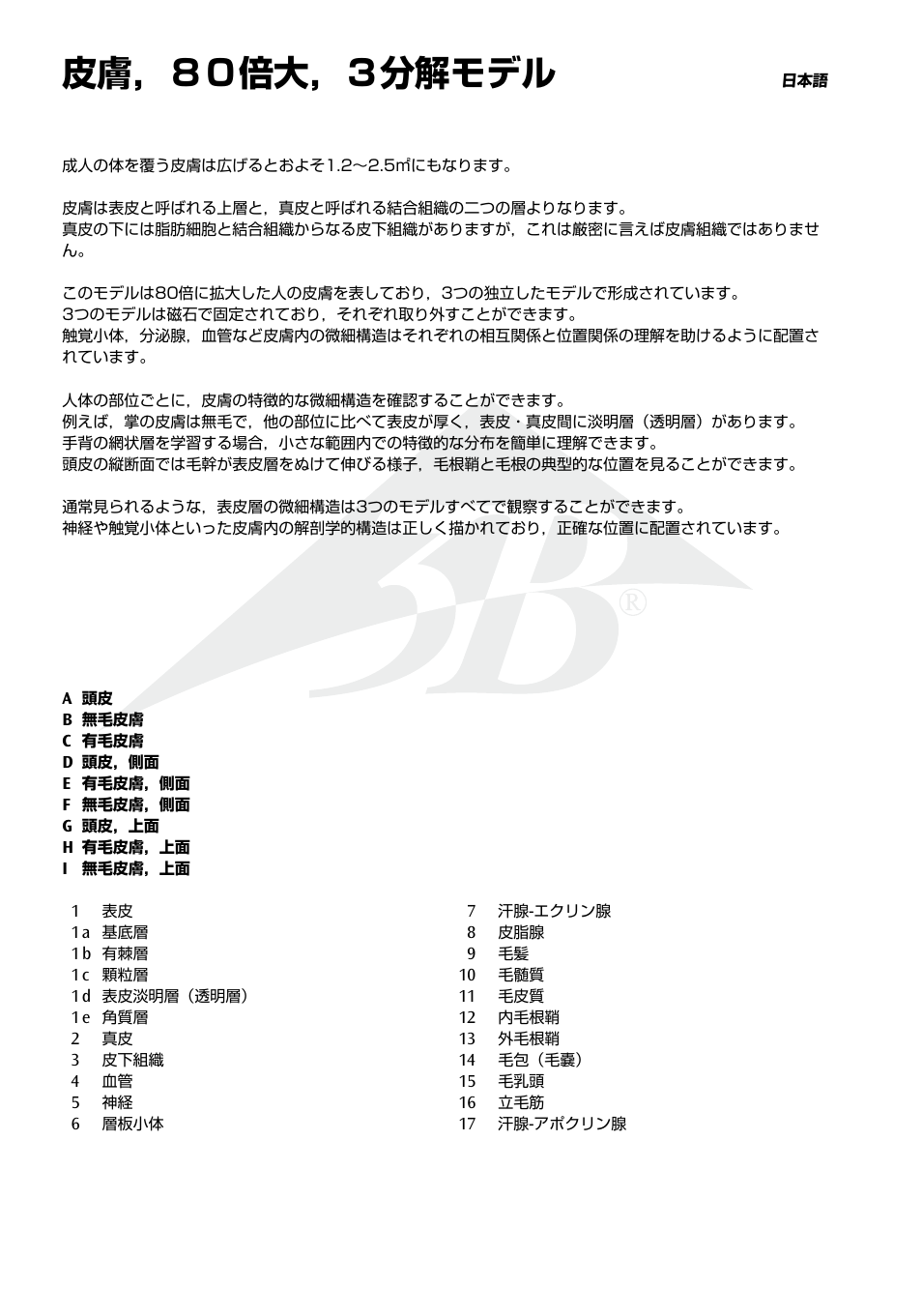 皮膚，８０倍大，３分解モデル | 3B Scientific 3 part skin model User Manual | Page 16 / 20