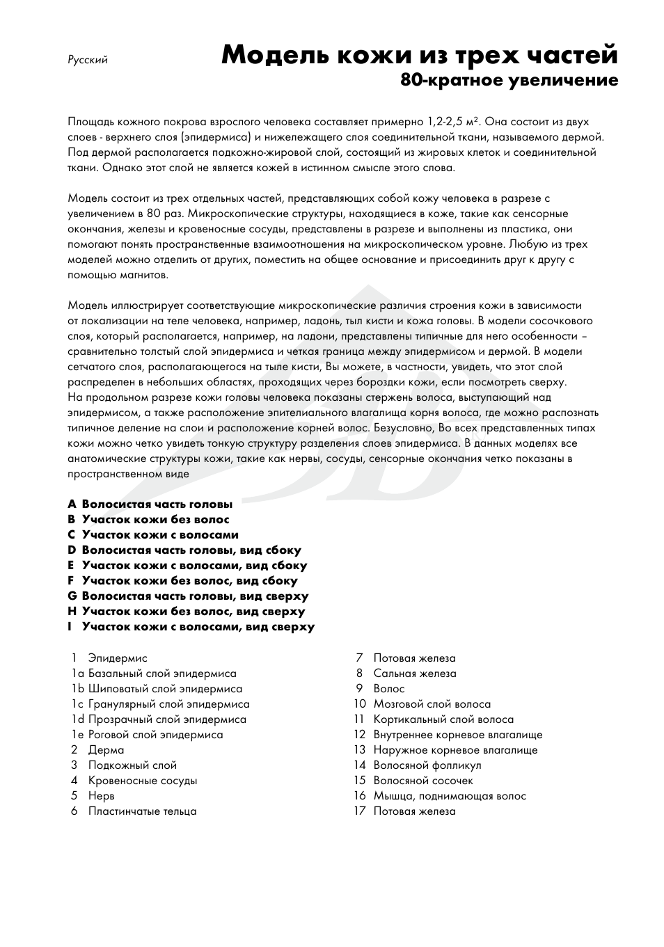 Модель кожи из трех частей, Кратное увеличение | 3B Scientific 3 part skin model User Manual | Page 17 / 20