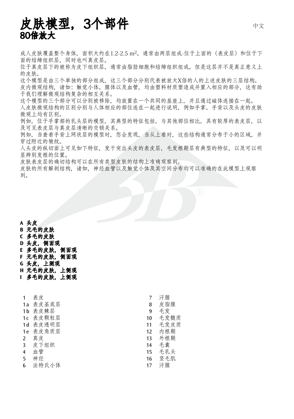 皮肤模型，3个部件, 80倍放大 | 3B Scientific 3 part skin model User Manual | Page 18 / 20