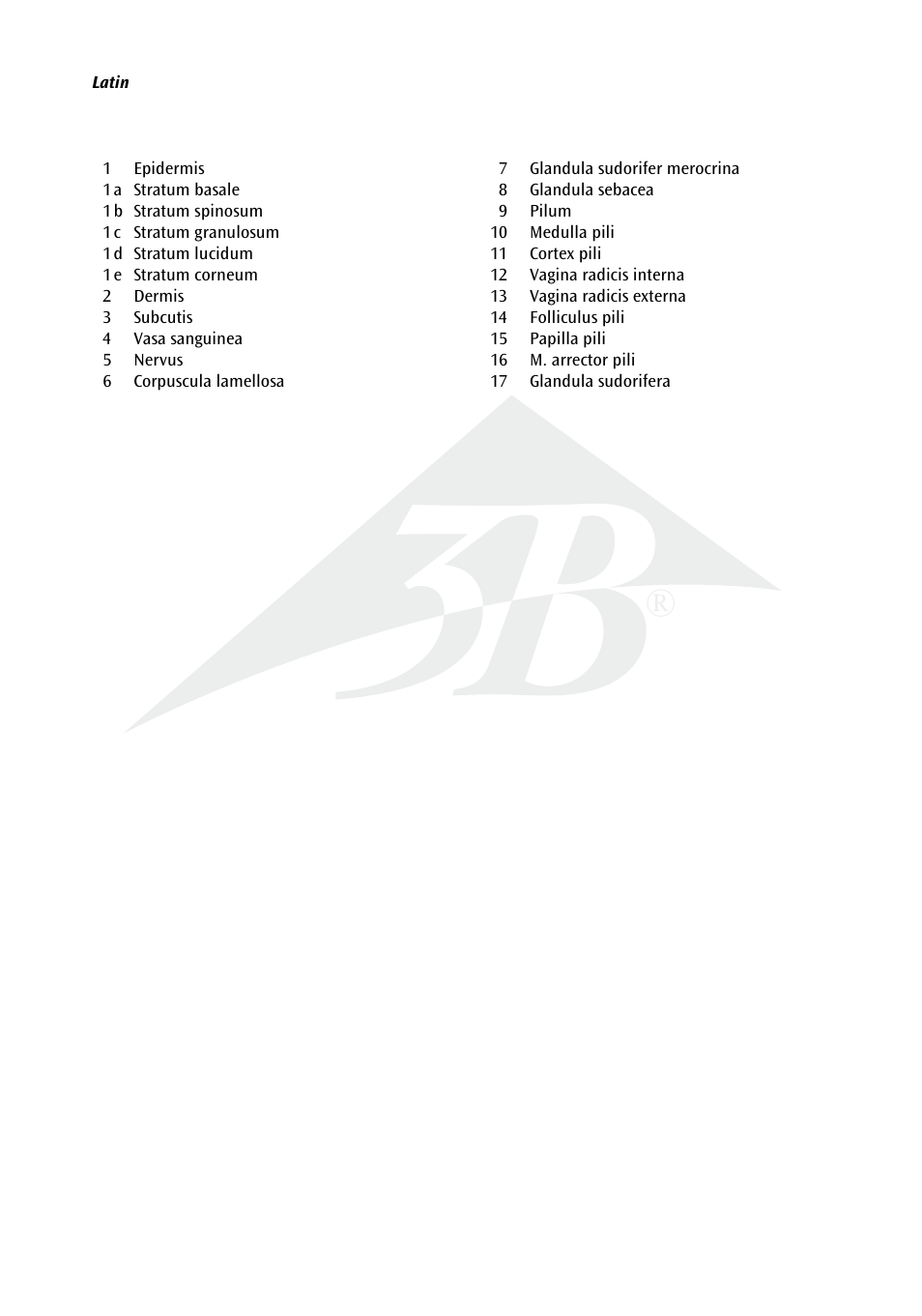3B Scientific 3 part skin model User Manual | Page 3 / 20