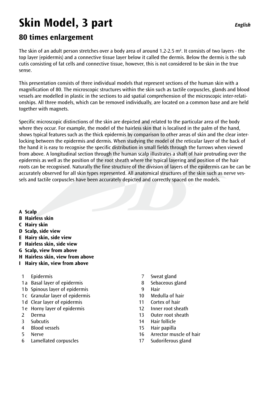 Skin model, 3 part, 80 times enlargement | 3B Scientific 3 part skin model User Manual | Page 4 / 20