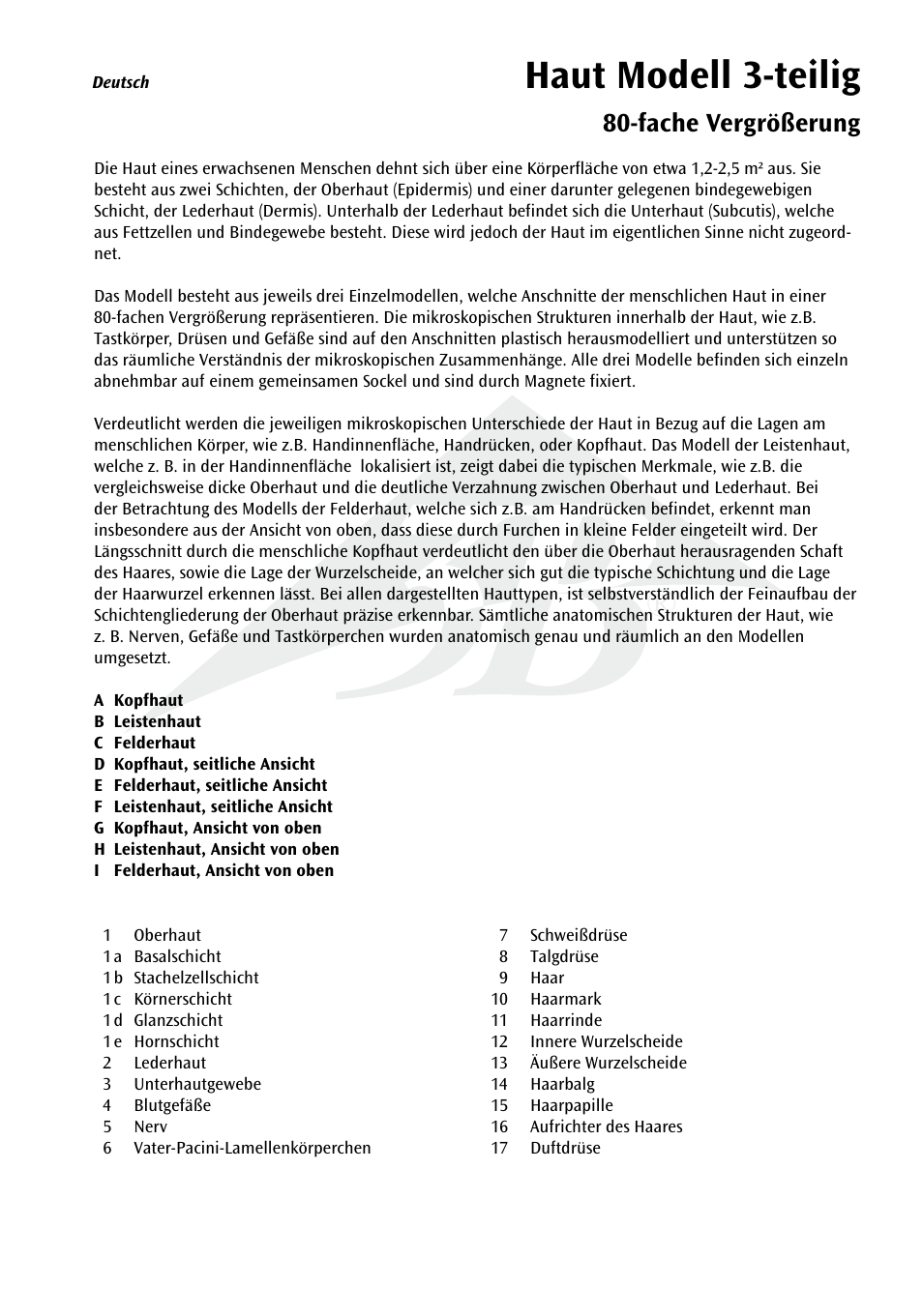 Haut modell 3-teilig, Fache vergrößerung | 3B Scientific 3 part skin model User Manual | Page 5 / 20