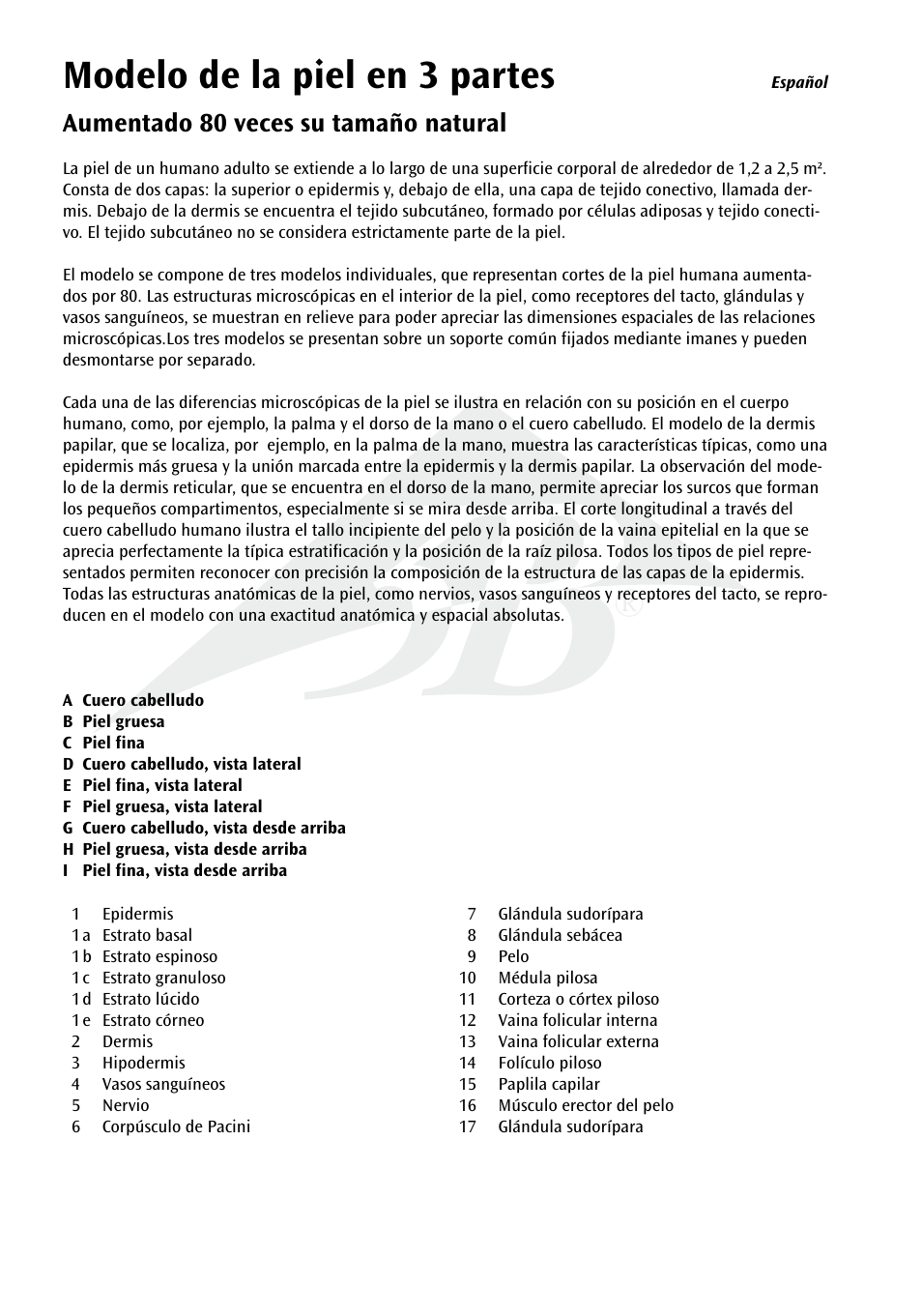 Modelo de la piel en 3 partes, Aumentado 80 veces su tamaño natural | 3B Scientific 3 part skin model User Manual | Page 6 / 20