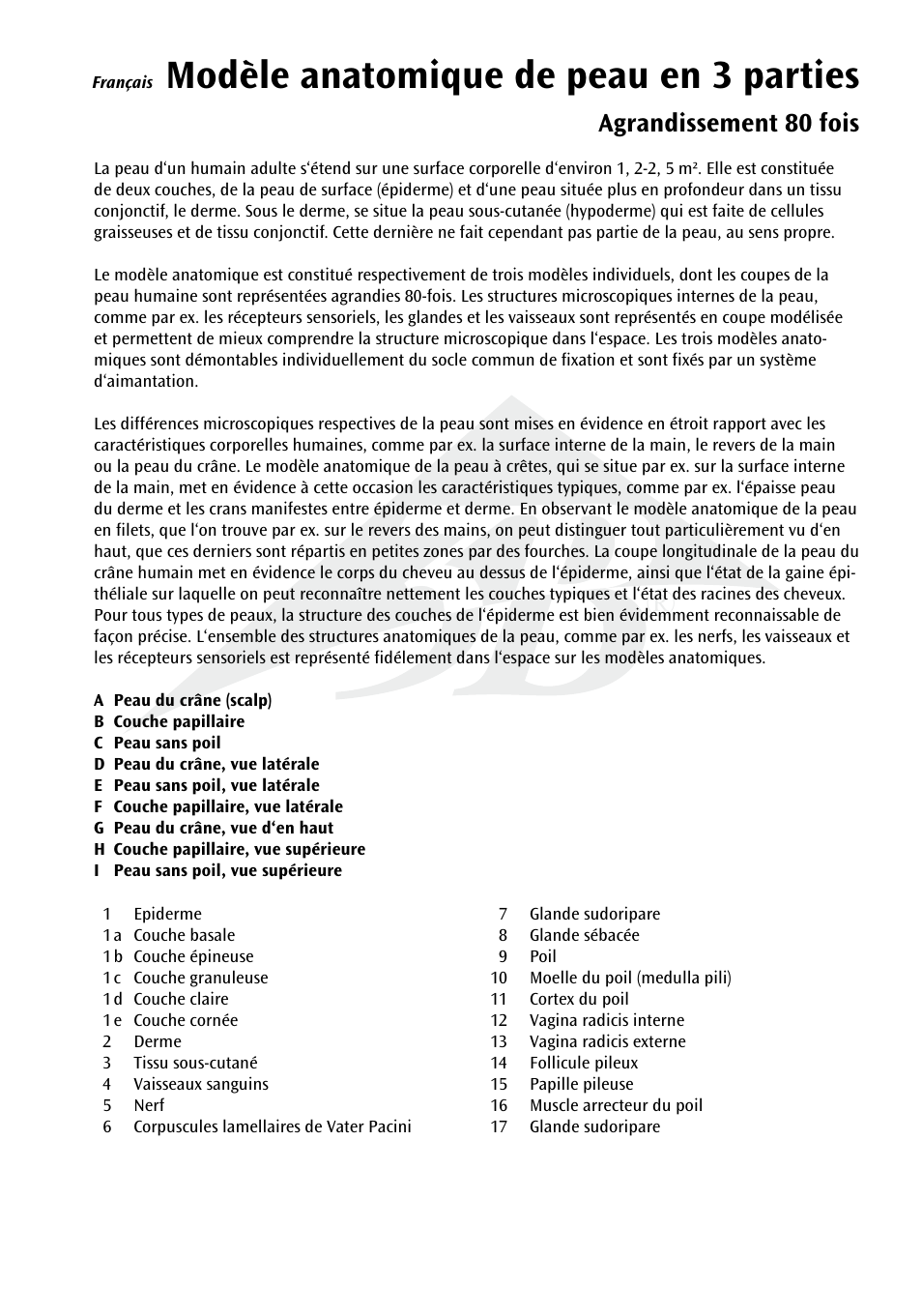 Modèle anatomique de peau en 3 parties, Agrandissement 80 fois | 3B Scientific 3 part skin model User Manual | Page 7 / 20